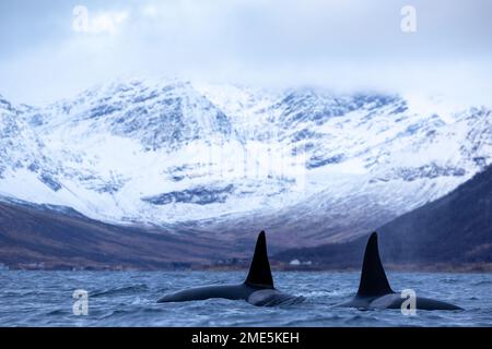 Eine Gruppe von Orcas, die im Winter in einem norwegischen Fjord schwimmen Stockfoto