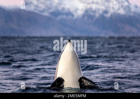Ein Orca holt den Kopf aus dem Wasser, um die Umgebung zu beobachten Stockfoto