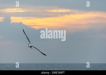 Bei Sonnenuntergang fliegt ein schwarzer Katzenjunge in der Dämmerung Stockfoto