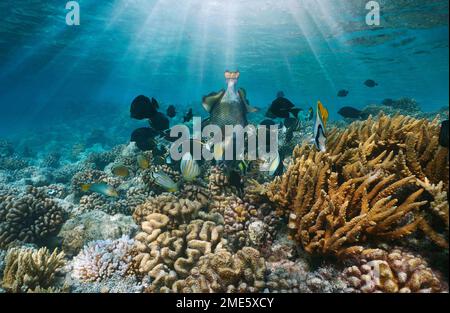 Verschiedene tropische Fische an einem Korallenriff mit Sonnenlicht unter Wasser, Pazifischer Ozean, Französisch-Polynesien Stockfoto