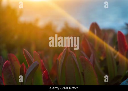 Mehrfarbige, saftige Carpobrotus chilensis-Blätter in den Sonnenstrahlen Stockfoto