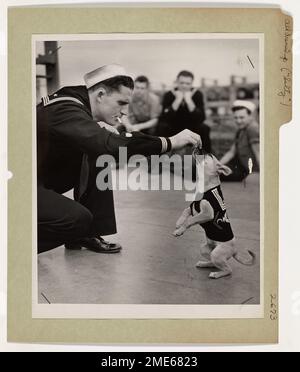 Alles verkleidet für Landurlaub. „Salty“, Maskottchen an Bord eines von der Küstenwache bemannten Destroyer Escorts, ist ein Ausrutscher für die Landfreiheit in einem unbekannten Hafen im europäischen Kriegstheater. "Salty" trägt den Koch der dritten Klasse. Es sollte Koch-Wächter erster Klasse sein. Dort nimmt er einen Snack vom Küstenwächter Robert J. Sanchez aus Baton Rouge, LA. Stockfoto