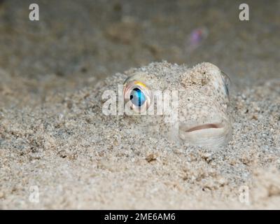 Gelber gefleckter Kugelfisch aus Zypern Stockfoto