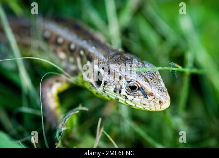 Weibliche Sandechse (Lacerta agilis), die sich im Gras versteckt Stockfoto