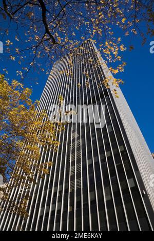 Wolkenkratzer eingerahmt durch gelbe Äste des Acer - Ahornbaums im Herbst. Stockfoto