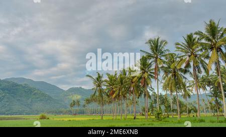 Kokosnussbaum auf dem Reisfeld Stockfoto