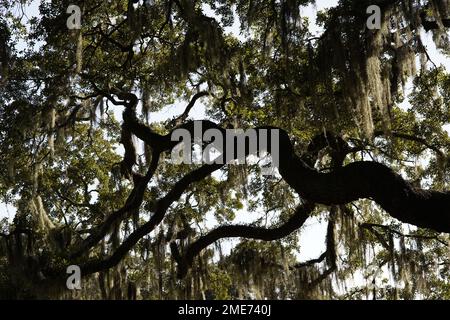 Spanisches Moos auf Eiche in Savannah, Georgia Stockfoto