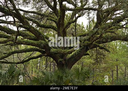 Oak Tree, Half Moon Wildlife Management Area, Lake Panasoffkee, Florida Stockfoto