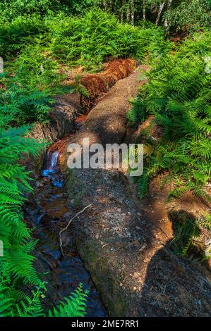 Ochriger Abfluss aus einer verlassenen und begrabenen Ganistergrube hoch oben in Wharncliffe Wood, nahe Sheffield, South Yorkshire. Stockfoto