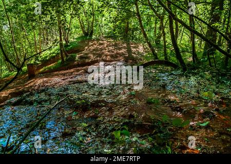 Ochreöser Abfluss und vergrabener Stahlring, der sich aus einer verlassenen Ganister-Mine hoch oben in Wharncliffe Wood in der Nähe von Sheffield, South Yorkshire, verbirgt. Stockfoto