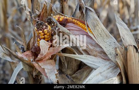 Maiskolben „Zea mays“ auf Stängeln, Ernteausfall, Regenmangel, Kansas. Stockfoto