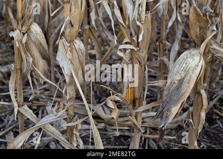 Maiskolben „Zea mays“ auf Stängeln, Ernteausfall, Regenmangel, Kansas. Stockfoto