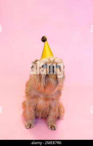 Brüsseler Griffon-Hund, der Geburtstag oder Karneval feiert und einen Partyhut trägt. Isoliert auf pinkfarbenem Hintergrund. Stockfoto