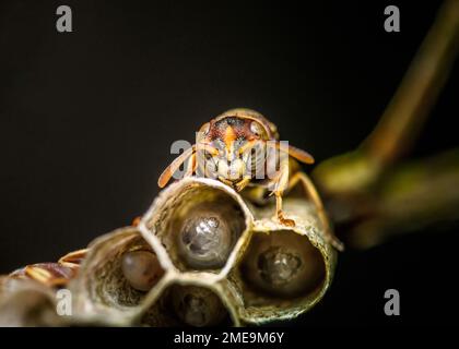 Nahaufnahme von Ropalidia fasciata, Papierspülmaschine, die sich darum kümmert, es ist ein winziges Nest auf dem Naturhintergrund, Thailand. Stockfoto