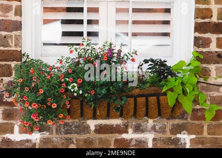 Eine farbenfrohe Pflanzmaschine vor einem Fenster mit weißen Fensterläden Stockfoto