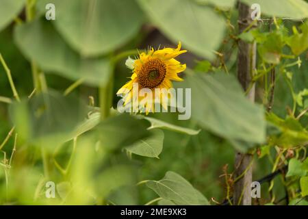 Einsame Sonnenblume Stockfoto