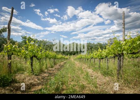 Bio-Weinberg am Podere Luisa im Frühjahr, Montevarchi, Italien. Stockfoto