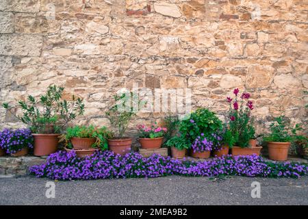 Terrakotta-Töpfe mit Pflanzen und Blumen, die sich an der alten Steinmauer im toskanischen Dorf San Sano, Italien, aneinanderreihen. Stockfoto