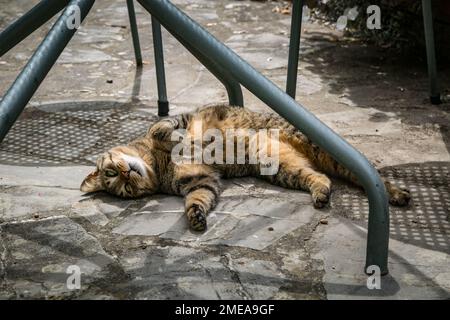 Die Tabby-Katze streckte sich auf dem Rücken unter einem Tisch im toskanischen Dorf Vertine, Italien. Stockfoto