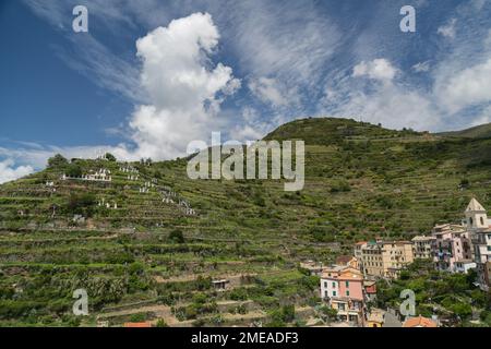 Krippe in den Hügeln von Manarola, einem der 5 Küstendörfer (Cinque Terre), verbunden durch über 100 km Wanderwege, Italien. Stockfoto