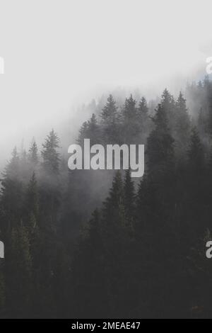 Nebel im Bergwald, vertikaler Hintergrund Stockfoto
