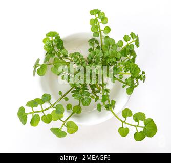 Brunnenkresse, in einer weißen Schüssel mit Wasser. Frische Gelbkresse, Nasturtium officinale. Blattgemüse und Wassergemüse oder Kräuter mit pikantem Geschmack. Stockfoto