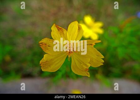 Blick Auf Wunderschöne Kleine Marigold Flowers, Wunderschönes Gelb, Im Yard Stockfoto