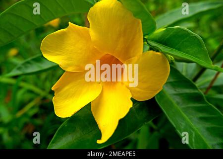 Die Alamanda Flower Ist Eine Zierpflanze Mit Goldenen Trompetenblumen, Gelben Glockenblumen Oder Butterblumen. Stockfoto