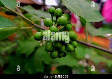Nahaufnahme der Blume Solanum Torvum auf Einem Baum hinter dem Haus Stockfoto