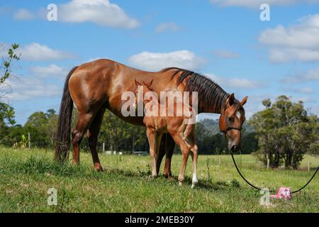 Viertel Pferdestute mit jungen Fohlen an der Seite, steht auf einem grasbedeckten Feld mit Bäumen im Hintergrund. Stockfoto