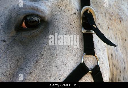 NAHE AUFNAHME DES AUGES EINES Scheckgrauen Pferdes, das ein Zaumzeug trägt und in Richtung Kamera schaut. Stockfoto