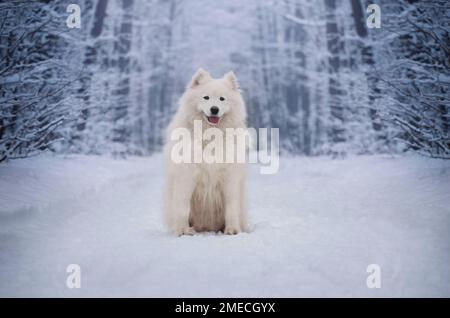 - Samoiniertes Weibchen. Winterporträt. Ein Hund, der in einer verschneiten Landschaft liegt. Stockfoto