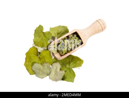 Trockene Tussilago farfara (Hustenkraut, Tash-Pflanze, Farfara) und frische Stücke von allgemein bekannt als Coltsfoot, die als natürliches Hustenmittel auf Holz gelten. Stockfoto