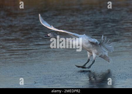 Der junge Bewick's Swan (Cygnus columbianus) landet auf Eis Stockfoto