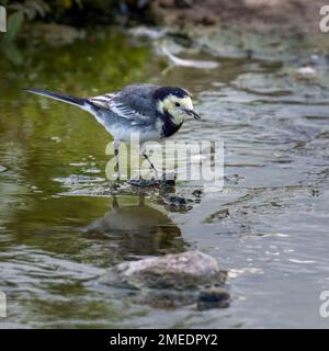 Rattenschwanz (Motacilla alba), füttert in flachem Bach Stockfoto