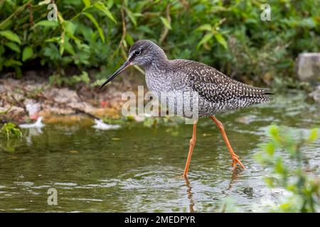 Gefleckter Rotschenkel (Tringa erythropus), Winterzucht Stockfoto