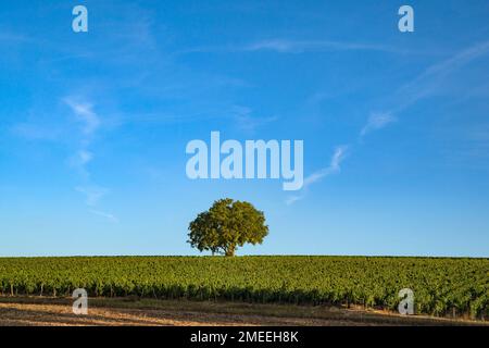 AOC Vineyards von Chablis im Spätsommer, Burgund, Frankreich Stockfoto