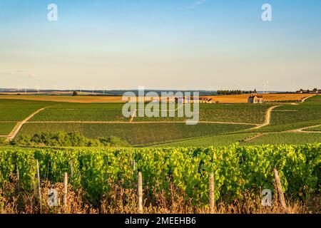 AOC Vineyards von Chablis im Spätsommer, Burgund, Frankreich Stockfoto