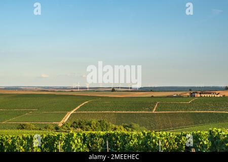 AOC Vineyards von Chablis im Spätsommer, Burgund, Frankreich Stockfoto