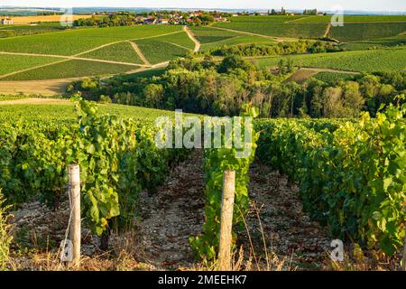 AOC Vineyards von Chablis im Spätsommer, Burgund, Frankreich Stockfoto