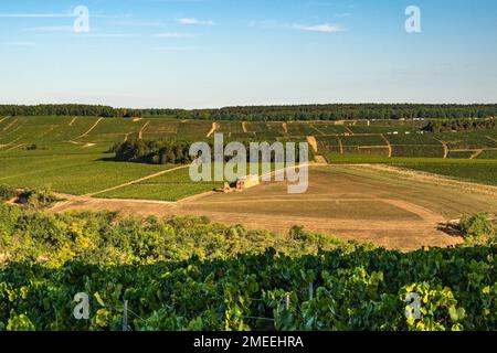 AOC Vineyards von Chablis im Spätsommer, Burgund, Frankreich Stockfoto