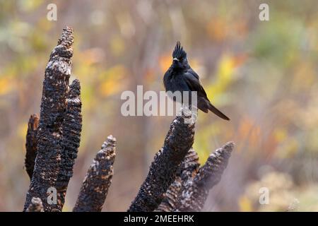 Crested Black-Tyrant, Rodovia MG 50, MG, Brasilien, August 2022 Stockfoto