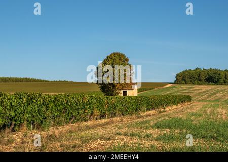 AOC Vineyards von Chablis im Spätsommer, Burgund, Frankreich Stockfoto