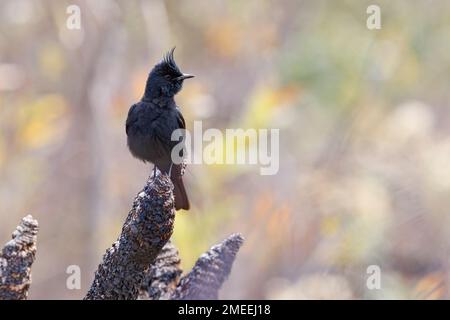 Crested Black-Tyrant, Rodovia MG 50, MG, Brasilien, August 2022 Stockfoto