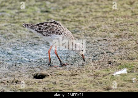 Ruff Stockfoto