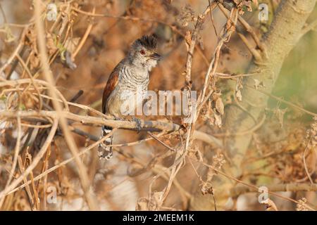 Rufous-Winged Ant-shrike, Sao Roque de Minas, MG, Brasilien, August 2022 Stockfoto