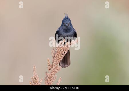 Schamotttyrann, Serra da Canastra Plateau, Minas Gerais, Brasilien, August 2022 Stockfoto