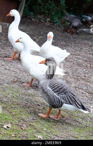 Herde weißer, grauer Hausgänse, die auf einer Wiese in der Nähe des Bauernhofs Grauvogel wandern Stockfoto