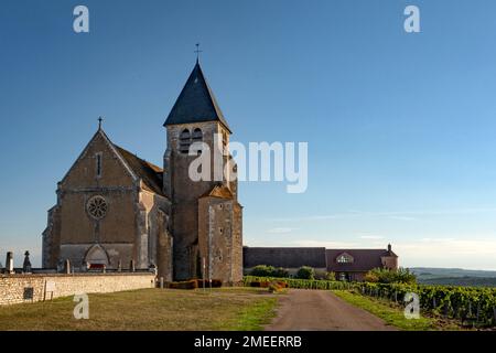 AOC Vineyards von Chablis im Spätsommer, Burgund, Frankreich Stockfoto