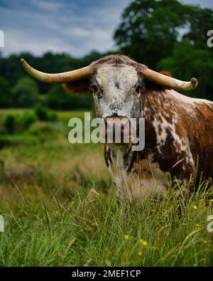 Ein vertikales Bild eines Texas Longhorns, das auf dem Gras sitzt Stockfoto